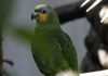 ¡Panchito está vivo! Rescatan entre los escombrõs a un loro en La Guaira (+ Video)