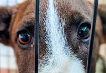 Proteccionistas de Monagas activan centro de acopio para ayudar a los animales afectadøs por los terremotøs