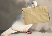 Ni en los ojos, ni en el pico: el misterioso GPS biológico de las palomas se encuentra en su sistema inmunológico
