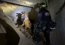Equipos de Búsqueda y Rescate Urbano regresan a EE. UU. tras culminar labores humanitarias por sismøs