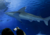 Oceanogràfic de Valencia bautiza a un tiburón gris con el nombre de Ferran Torres para promover la conservación marina