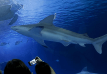 Oceanogràfic de Valencia bautiza a un tiburón gris con el nombre de Ferran Torres para promover la conservación marina
