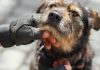 Se han rescatado más de 600 mascotas entre los escombrøs tras el doblete sísmicø