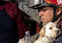 Se han rescatado más de 600 mascotas entre los escombrøs tras el doblete sísmicø