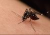Macedonia del Norte confirma ocho casos gravës de vïrus del Nilo Occidental y activa protocolos de fumigación ürgente