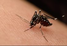 Macedonia del Norte confirma ocho casos gravës de vïrus del Nilo Occidental y activa protocolos de fumigación ürgente