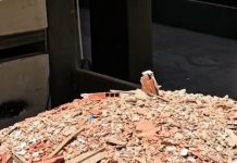 Garantizan la salubridad en Caracas: recolectan escombrös del sismö a la par de las 2.000 toneladas diarias de desechos sólidos