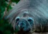 De visitante curioso a gigante de mil kilos: la increíble historia de Neil, el elefante marino que conquistó las costas de Hobart