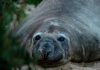 De visitante curioso a gigante de mil kilos: la increíble historia de Neil, el elefante marino que conquistó las costas de Hobart
