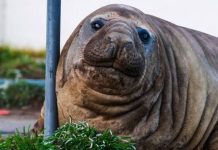 De visitante curioso a gigante de mil kilos: la increíble historia de Neil, el elefante marino que conquistó las costas de Hobart