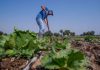 México defiende la inocuidad de sus exportaciones agrícolas tras la alertâ por ciclospöriasis en EE. UU.