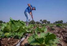 México defiende la inocuidad de sus exportaciones agrícolas tras la alertâ por ciclospöriasis en EE. UU.