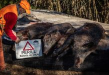 Finlandia declara el aislamiento en su frontera suroriental tras detectar sus primeros casos de pestë porcina africana