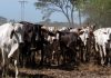 Fedenaga garantiza suministro de carne y leche en La Guaira y despliega maquinaria para la reconstrucción