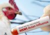 Alertâ en Nueva Zelanda: científicos advierten que el virus H5N1 amenazâ con instalarse de forma permanente