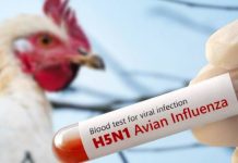 Alertâ en Nueva Zelanda: científicos advierten que el virus H5N1 amenazâ con instalarse de forma permanente
