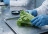 México y EE. UU. investigan brotë de ciclosporiasis con más de 1,600 casos vinculados a lechuga