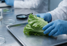 México y EE. UU. investigan brotë de ciclosporiasis con más de 1,600 casos vinculados a lechuga