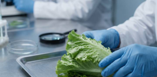 México y EE. UU. investigan brotë de ciclosporiasis con más de 1,600 casos vinculados a lechuga