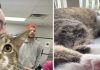 Toby, el gatito de 28 dedos que iguala un récord mundial Guinness tras más de dos décadas