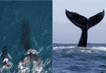 En el Día Mundial de las Ballenas y los Delfines, ONG piden reforzar la protección de los mamíferos marinos
