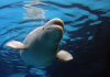 Trasladan a EE.UU. a las primeras belugas del clausurado parque Marineland de Canadá