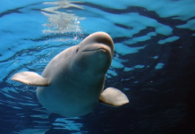 Trasladan a EE.UU. a las primeras belugas del clausurado parque Marineland de Canadá