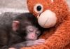 ¡El monito más famoso del mundo cumple 1 año! Punch celebra con su infaltable peluche y miles de cartas de amor