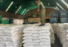 Lara exporta más de 40 toneladas de frijol mungo a Francia y fortalece la presencia agrícola de Venezuela en Europa