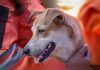 Granja Los Corales se convierte en un santüario de esperanza al brindar refügio, alimentación y atención veterinaria especializada a 449 mascotas afectÄdas por los sismös
