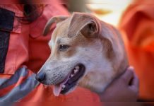 Granja Los Corales se convierte en un santüario de esperanza al brindar refügio, alimentación y atención veterinaria especializada a 449 mascotas afectÄdas por los sismös