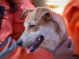 Granja Los Corales se convierte en un santüario de esperanza al brindar refügio, alimentación y atención veterinaria especializada a 449 mascotas afectÄdas por los sismös