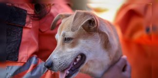 Granja Los Corales se convierte en un santüario de esperanza al brindar refügio, alimentación y atención veterinaria especializada a 449 mascotas afectÄdas por los sismös