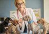 El ambiciöso Dog Aging Project pone en marcha el mayor estudio con perros de familia para extender su bienestar en la vejez