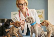 El ambiciöso Dog Aging Project pone en marcha el mayor estudio con perros de familia para extender su bienestar en la vejez