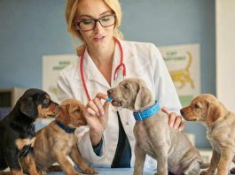 El ambiciöso Dog Aging Project pone en marcha el mayor estudio con perros de familia para extender su bienestar en la vejez