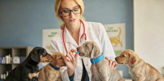 El ambiciöso Dog Aging Project pone en marcha el mayor estudio con perros de familia para extender su bienestar en la vejez