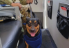 Fuerza Armada Salvadoreña adoptó a una perrita que fue rescatada entre los escömbros en la Guaira (+ Fotos)
