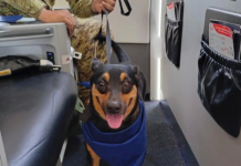 Fuerza Armada Salvadoreña adoptó a una perrita que fue rescatada entre los escömbros en la Guaira (+ Fotos)
