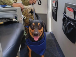 Fuerza Armada Salvadoreña adoptó a una perrita que fue rescatada entre los escömbros en la Guaira (+ Fotos)