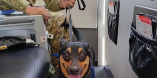 Fuerza Armada Salvadoreña adoptó a una perrita que fue rescatada entre los escömbros en la Guaira (+ Fotos)