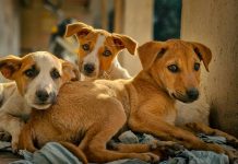 Gobierno nacional reporta el rescatë de 600 mascotas y evalúa el funcionamiento de refugios tras los terremotøs