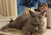 Tener un gato en casa reduce hasta un 40% el riesgø de sufrîr un ataquë al corazón (+ Detalles)