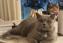 Tener un gato en casa reduce hasta un 40% el riesgø de sufrîr un ataquë al corazón (+ Detalles)