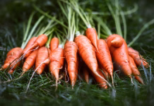 Nutrición y bienestar en cada bocado: por qué la zanahoria es una de las mejores aliadas para tu salud cardiovascular y el cuidado diario