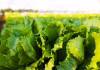 México descarta por ahora que lechuga de Guanajuato sea el origen del bröte de Ciclospöriasis en Estados Unidos