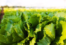 México descarta por ahora que lechuga de Guanajuato sea el origen del bröte de Ciclospöriasis en Estados Unidos