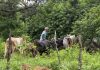 Gobernación de Monagas y MinAgricultura despliegan jornada de vacunación ganadera en la comunidad indígena San Ramón de Areo