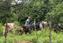 Gobernación de Monagas y MinAgricultura despliegan jornada de vacunación ganadera en la comunidad indígena San Ramón de Areo
