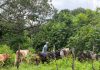 Gobernación de Monagas y MinAgricultura despliegan jornada de vacunación ganadera en la comunidad indígena San Ramón de Areo